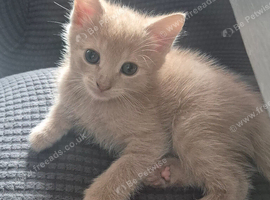 X2 Female Kittens
