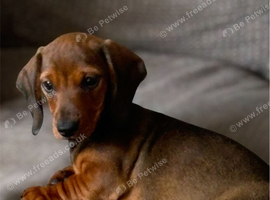 Dachshund mini smooth