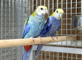 Rosella parrot