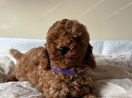 Cavachon x toy poodle puppies