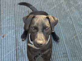 1 yr old patterdale boy