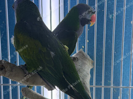 Darbiyn parrot Glasgow