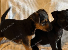 Traditional jack Russell puppies