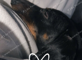 Rehome minature daschund