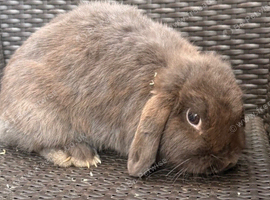 Beautiful mini lop- female