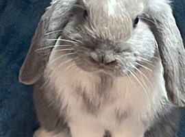 Mini lop buck