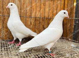 PURE WHITE ENGLISH GARDEN DOVES