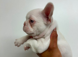 Platinum Panda Frenchies carrying pink & fluffy