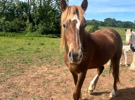 Chestnut Welsh D