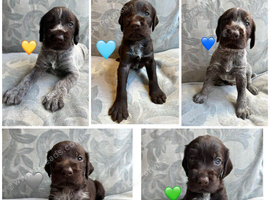 Kc reg german wirehaired pointer puppies for sale