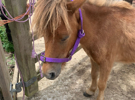 Pretty chestnut Shetland