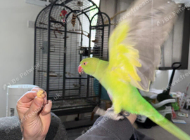 Indian ringneck