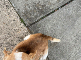Lovely little Chihuahua cross Jack Russell year old