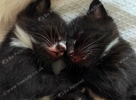 3 kittens