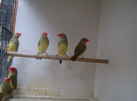 For sale 3 pairs of red faced star finches &pound;60/pair