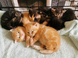 Pedigree Persian exotic x domestic short haired kittens