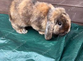 Male mini lop rabbit for sale in partington