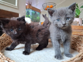 5 FLUFFY MAINE COON CROSS KITTENS