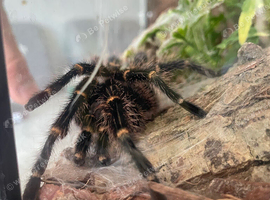 Chaco golden knee mature male