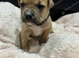 Staffordshire bull terrier pups