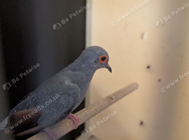 2 pairs of diamond doves