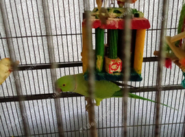 Make ringneck