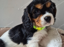Tri-Coloured King charles Cavailer girl