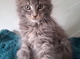 Tica Registered Maine coon kittens