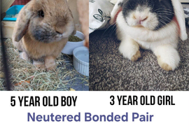 Pair Bonded Lop Buns Neutered