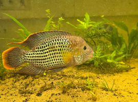 Green terror fry