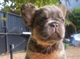 Beautiful French bulldogs