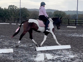 Fendi - 6 Year Old - Standardbred