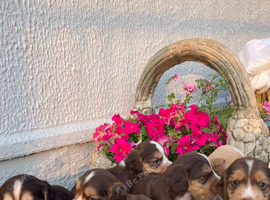 Cocker spaniel puppies