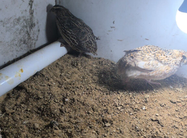 Quail breeding pair