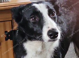 6 month old female pup