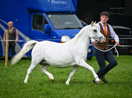 Beautiful Broodmare
