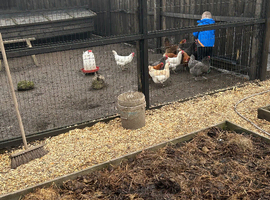 Chicken eggs