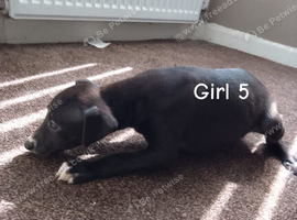 Whippet pups for sale