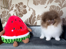 Party Lilac tiny Pomeranian boy