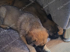 BELGIAN MALINOIS PUPPIES FOR SALE