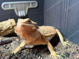 Bearded dragon with VIV and full set up