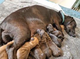 3/4 Dachsund x 1/4 Patterdale pups