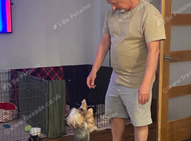 Yorkshire terrier female