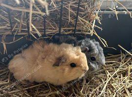 Guinea pigs