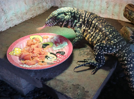 Tegu monitor female