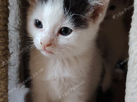 Nearly 4 months old female cat availible for rehome