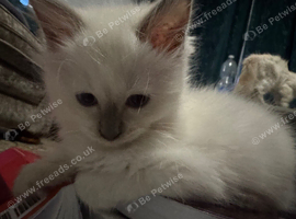 Ragdoll kittens