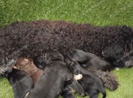 Jackapoo pups