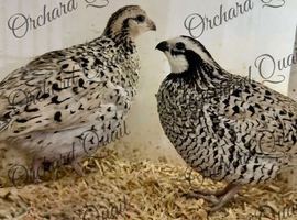 Snowflake Bobwhite quail