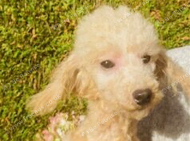 lyncham toy poodle